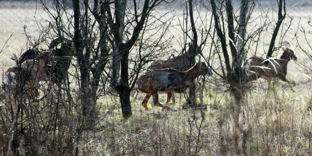 Ловиштe Ворово: Подмладак стигао из Словачке